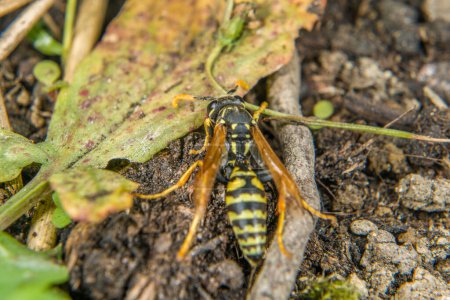 Nahaufnahme einer Wespe, die im Garten auf dem Boden sitzt, Deutschland