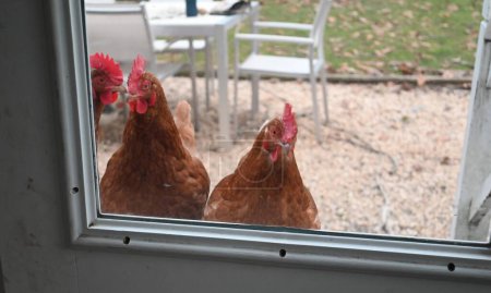 Chickens at the backdoor