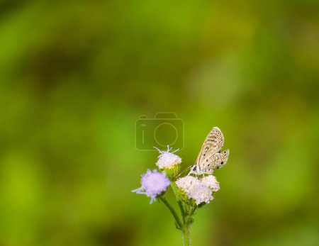 Azanus jesous butterfly pollinating wild flowers in bright sunny day in summer season in nature