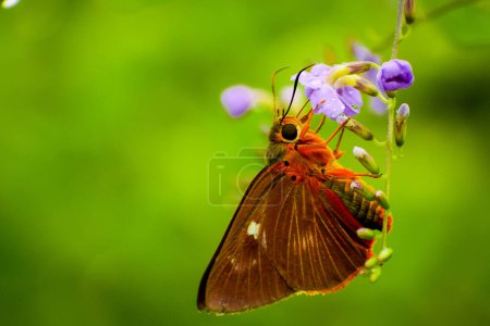 Closeup shot of a common orange awlet butterfly (burara jaina) pollinating on a purple sky flower with natural green background.