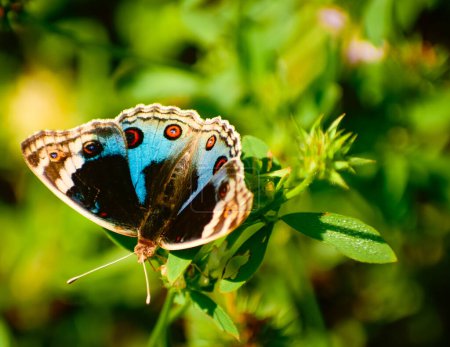 Téléchargez les photos : Beau papillon bleu pâtissier assis sur la plante verte - en image libre de droit