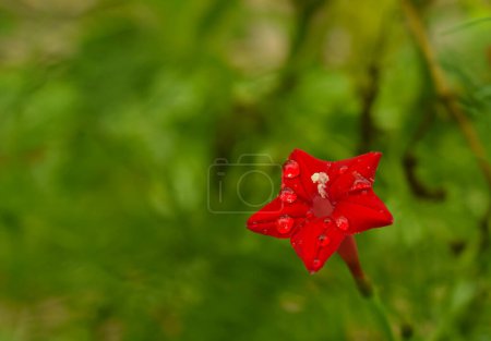 Photo for A vibrant close-up capture of a red cypress vine flower (Ipomoea quamoclit), glistening with morning dew in its natural setting - Royalty Free Image