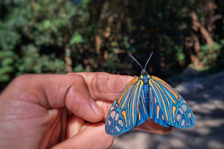 Gros plan d'un papillon diurne (Campylotes histrionicus) aux couleurs vives et aux motifs complexes, assis calmement sur le bout d'un doigt.