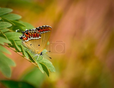 Die komplizierten Muster und lebhaften Farben der Flügel des Schmetterlings (Heliophorus sena) bilden einen faszinierenden Kontrast vor dem grünen Hintergrund.