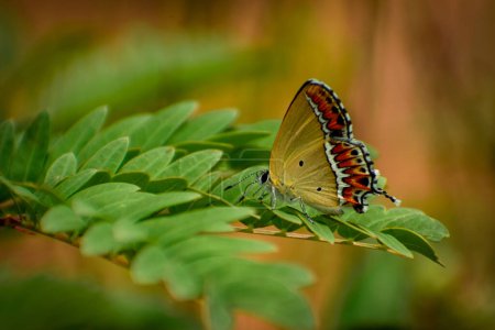 Sehen Sie die beeindruckende Schönheit eines lebendigen Lycaenidae-Schmetterlings, der anmutig auf einem sattgrünen Blatt thront.