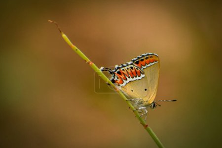 Lycaenidae butterfly perching on the twig in nature