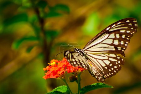 Sea testigo de los intrincados detalles de las alas de mariposa de pulgas de Parantica mientras se poliniza con gracia en vibrantes flores de lantana.