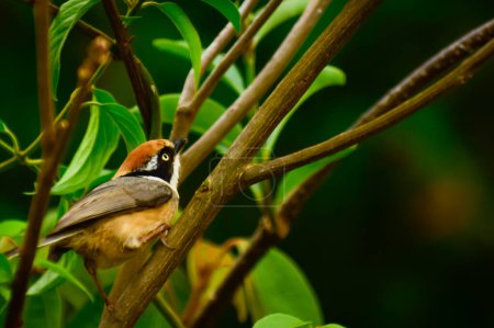 Aegithalos concinnus Vogel sitzt tagsüber auf einem Ast im Wald, Mandi, Himachal Pradesh, Indien