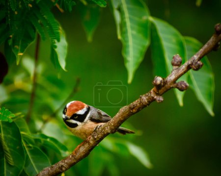 Aegithalos concinnus Vogel sitzt tagsüber auf einem Ast im Wald, Mandi, Himachal Pradesh, Indien