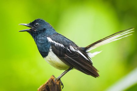 Closeup shot of a oriental magpie robin (copsychus saularis) male  singing a song in the nature forest habitat with blurred green background.