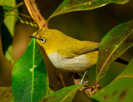 Closeup shot of a indian white-eye bird (Zosterops palpebrosus) sitting on a lush tree branch, showcasing the beauty of nature.