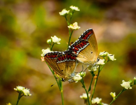 Heliophorus sena butterfly mating on a flower in daytime in summer season in the forest, Mandi, Himachal Pradesh, India