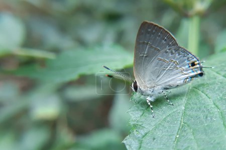 Witness the delicate beauty of a narrow spark butterfly (Sinthusa nasaka) as it elegantly perches on a lush green leaf in natural forest habitat.