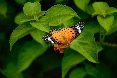 Argynnis hyperbius Schmetterling bestäubt Lantanablüten tagsüber im Sommer im Wald, Mandi, Himachal Pradesh, Indien