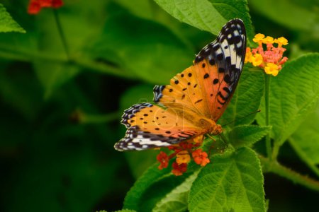 Indischer Fritillary (Argynnis hyperbius) Schmetterling, der im Sommer tagsüber Lantanablüten im Wald bestäubt, Mandi, Himachal Pradesh, Indien