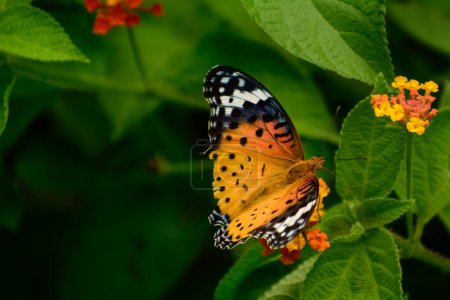 Colorful winged Argynnis hyperbius butterfly pollinating lantana flowers during day time in summer season in the forest, Mandi, Himachal Pradesh, India