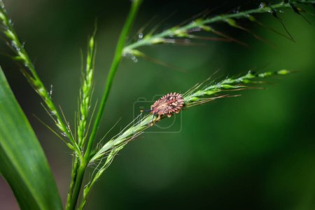 Téléchargez les photos : Sélectionner focus Stink Bugs, insectes sur herbe verte belle forme - en image libre de droit