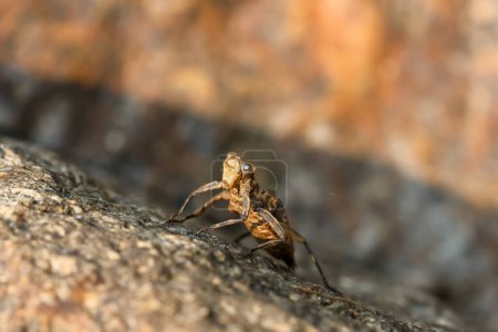 selektiver Fokus Nahaufnahme Libellenpuppenschale auf einem Felsen am Flussufer gelegen, ungewöhnliche Form, erstaunlich und schön Sieht aus wie ein Alien