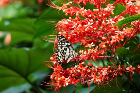 selektiver Fokus schöner Schmetterling schwarz und weiß erstaunliche Muster schön in einem Hain von roten Blumen