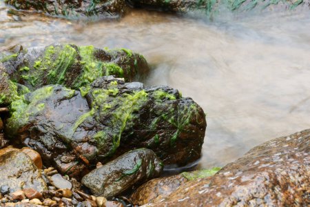 Forest Stream with Moss-Covered Rocks