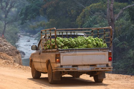 Loads of Green Bananas Loading the back of a pickup truck on a dirt road, farmers are bringing fresh bananas from villages in the forest to sell in the city.