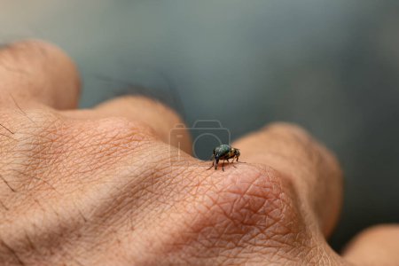 Photo for Selective focus A small wild fly with beautiful eyes sits on a finger. Beautiful and unusual insects in the forest - Royalty Free Image