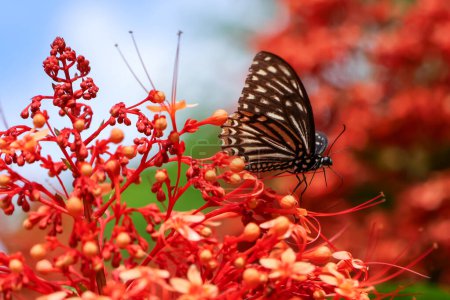 Selective focus beautiful butterfly black and white amazing pattern beautiful in a grove of red flowers