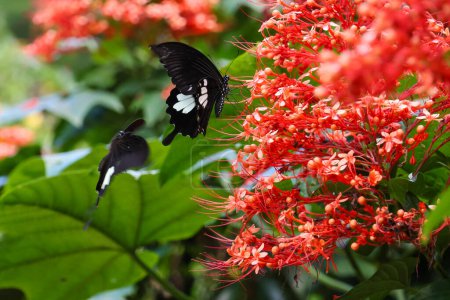 selektiver Fokus schöner Schmetterling schwarz und weiß erstaunliche Muster schön in einem Hain von roten Blumen