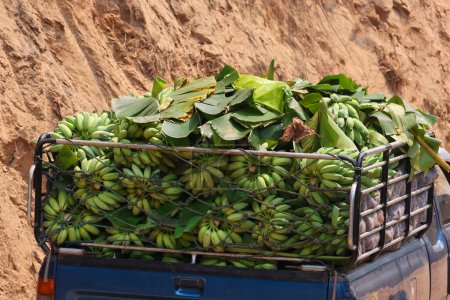 Ladung grüne Bananen Die Bauern beladen das Heck eines Pickups auf einem Feldweg und bringen frische Bananen aus den Dörfern im Wald, um sie in der Stadt zu verkaufen.