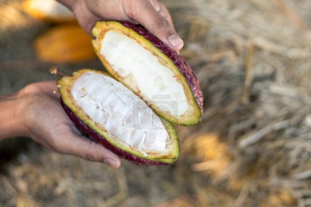 selective focus cocoa fruit pulp white large seed Sliced purple cocoa, the flesh is seen in pulp on straw background in Thai agricultural fields.