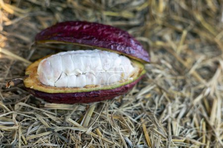 selective focus cocoa fruit pulp white large seed Sliced purple cocoa, the flesh is seen in pulp on straw background in Thai agricultural fields.