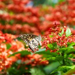 selective focus beautiful butterfly black and white amazing pattern beautiful in a grove of red flowers