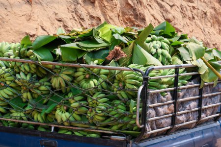 Loads of Green Bananas Loading the back of a pickup truck on a dirt road, farmers are bringing fresh bananas from villages in the forest to sell in the city.