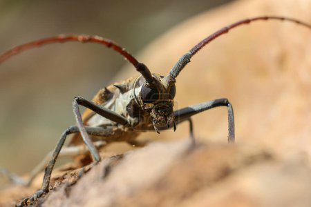 El escarabajo insecto Baocera rubus en Tailandia es una plaga que destruye árboles durianos y otros frutos al perforar los tallos. Aunque son hermosos escarabajos, son un peligro para los huertos frutales..