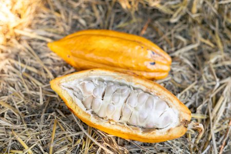 selective focus cocoa fruit pulp white large seed Sliced yellow cocoa, the flesh is seen in pulp on straw background in Thai 