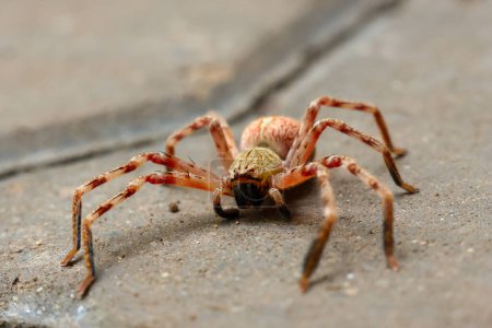 Focus sélectif Un grand arachnide menaçant aux cheveux roux gisait sur le sol. Voir les détails étonnants de l'araignée.