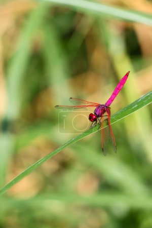 elective focus pink dragonfly sitting on the grass in the green background forest. Dragonfly with amazing colors Chomphu color is beautiful, strange and amazing, a small nature that is hard to find.