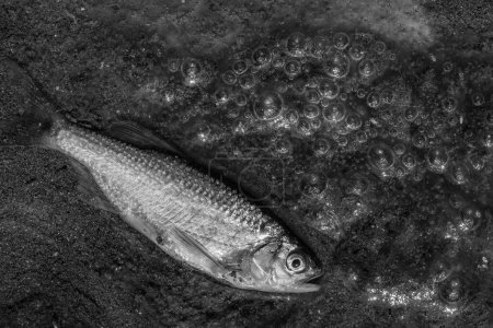  Nahaufnahme Kleine Fische liegen tot in einem verschmutzten, schäumenden Bach In einem kleinen Bach im Wald