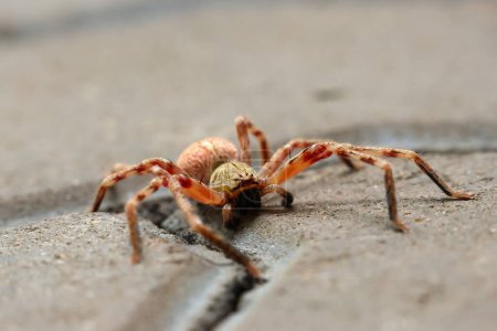 Selektiver Fokus Ein großer, rothaariger, bedrohlich aussehender Spinnentier lag am Boden. Sehen Sie die erstaunlichen Details der Spinne.