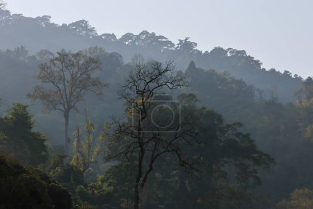 Foto de Enfoque selectivo árboles de verano sin hojas en el bosque en Tailandia Hay polvo y humo de los incendios forestales. - Imagen libre de derechos