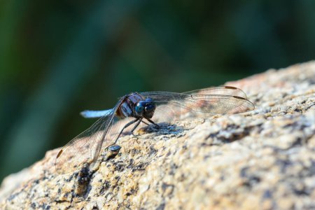 Close-up of a large blue-eyed dragonfly scratching on a rock. Selective focus on the dragonfly's eyes, beautiful details of an insect in a pristine forest.