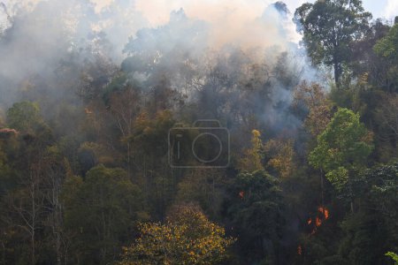 Foto de Bosque en Tailandia durante el día caluroso estaba siendo quemado con una gran cantidad de humo rayado en el cielo. - Imagen libre de derechos