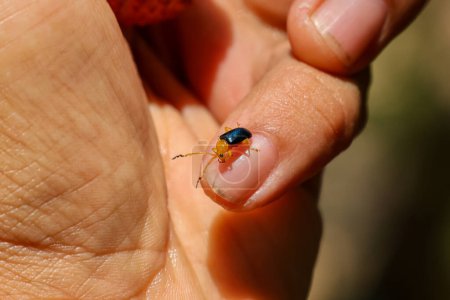 Enfoque selectivo, pequeño insecto de cerca en el dedo Escarabajo amarillo con alas azules, linda expresión