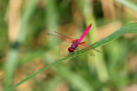 enfoque electivo libélula rosa sentado en la hierba en el bosque de fondo verde. Libélula con colores increíbles El color Chomphu es hermoso, extraño e increíble, una naturaleza pequeña que es difícil de encontrar.