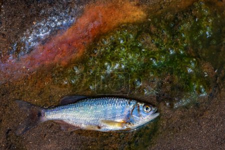 Nahaufnahme Kleine Fische liegen tot in einem verschmutzten, schäumenden Bach Im Sommer in einem kleinen Bach im Wald