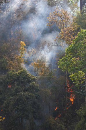 Wald in Thailand brannte während des heißen Tages, und eine Menge Rauch stieg in den Himmel..