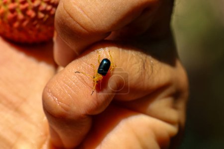 Enfoque selectivo, pequeño insecto de cerca en el dedo Escarabajo amarillo con alas azules, linda expresión