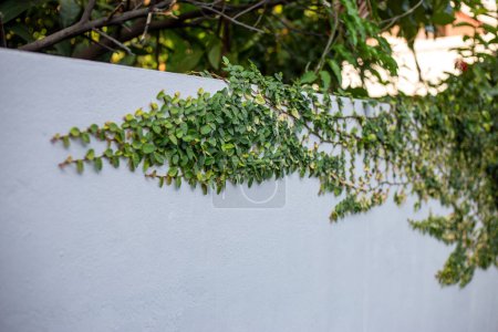 Téléchargez les photos : Focus sélectif Les feuilles de la plante rampent sur le mur de la maison blanche. Il y a de l'espace pour le texte. - en image libre de droit