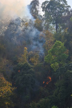 Wald in Thailand brannte während des heißen Tages, und eine Menge Rauch stieg in den Himmel..