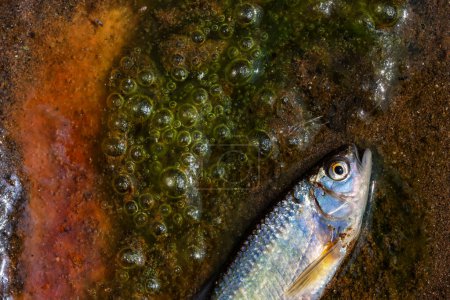Nahaufnahme Kleine Fische liegen tot in einem verschmutzten, schäumenden Bach Im Sommer in einem kleinen Bach im Wald